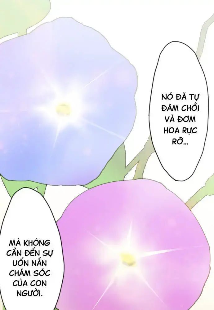 Hoa Cánh Sao Chap 38 - Next Chap 39