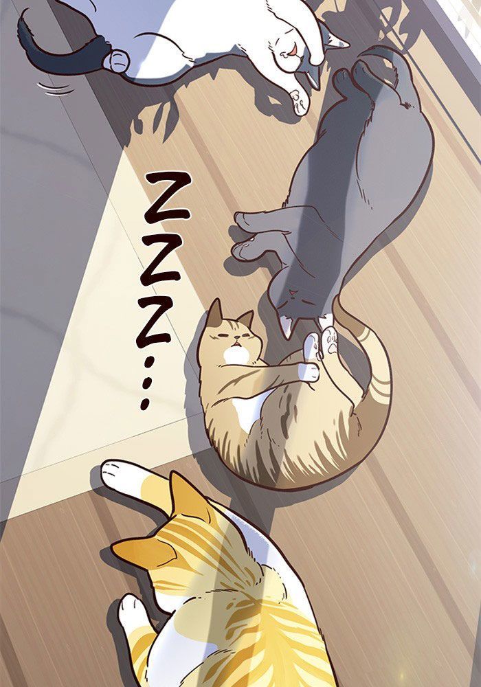 Hoá Thân Thành Mèo Chap 11 - Next Chap 12