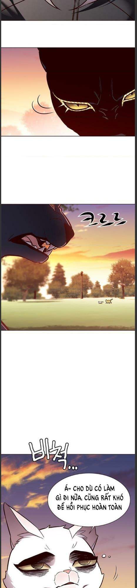 Hoá Thân Thành Mèo Chap 161 - Next Chap 162