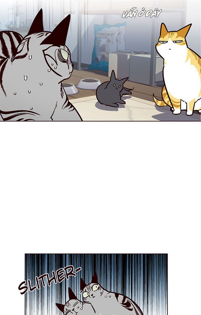 Hoá Thân Thành Mèo Chap 37 - Next Chap 38