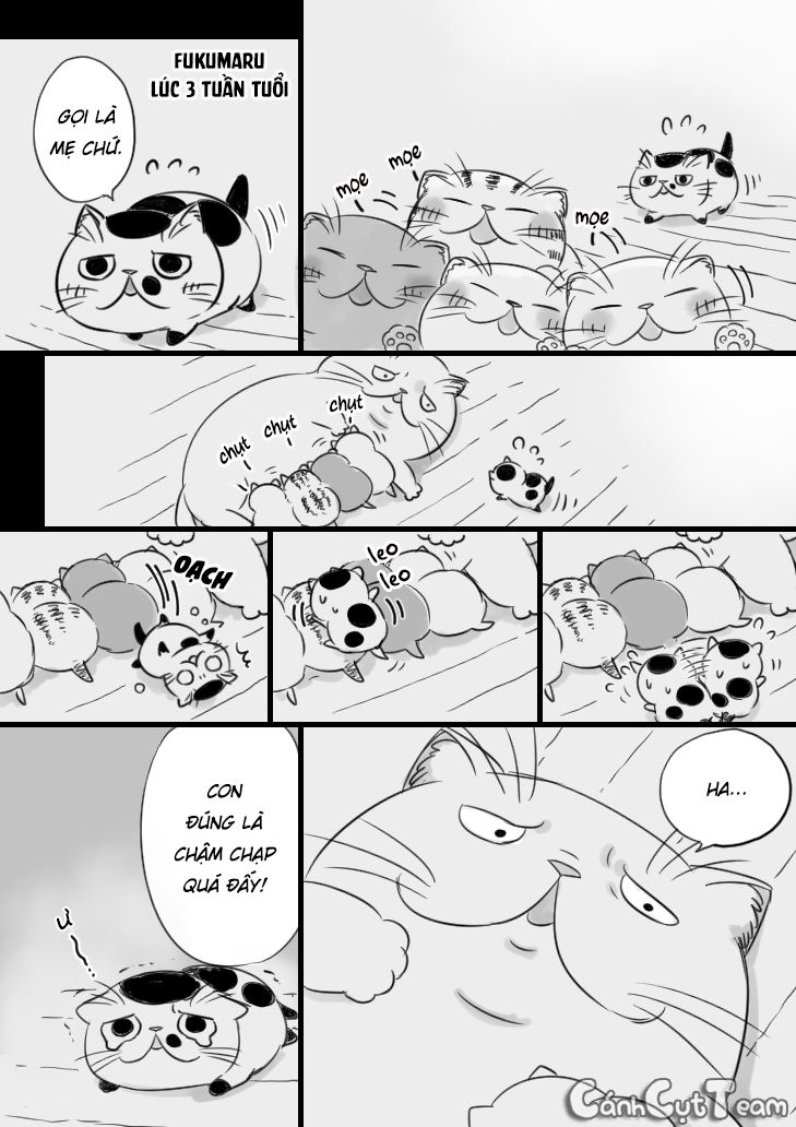 Ông Chú Và Con Mèo Mặt Bựa Chap 8 - Next Chap 9