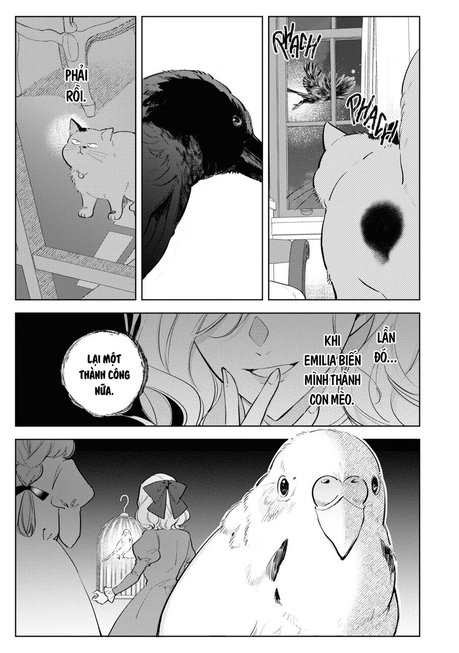 Tiểu Thư Nhút Nhát Hóa Mèo, Lúc Suýt Chết Thì Được Công Tước Cứu Chap 9 - Next Chap 10