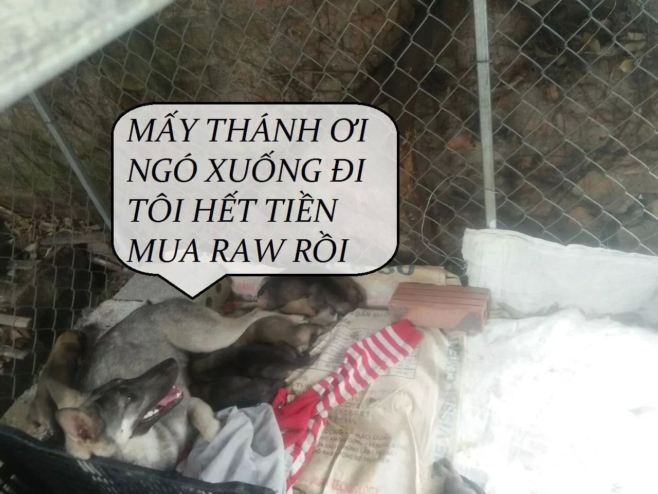 Tuyệt Sắc Quyến Rũ: Quỷ Y Chí Tôn Chap 82 - Next Chap 83